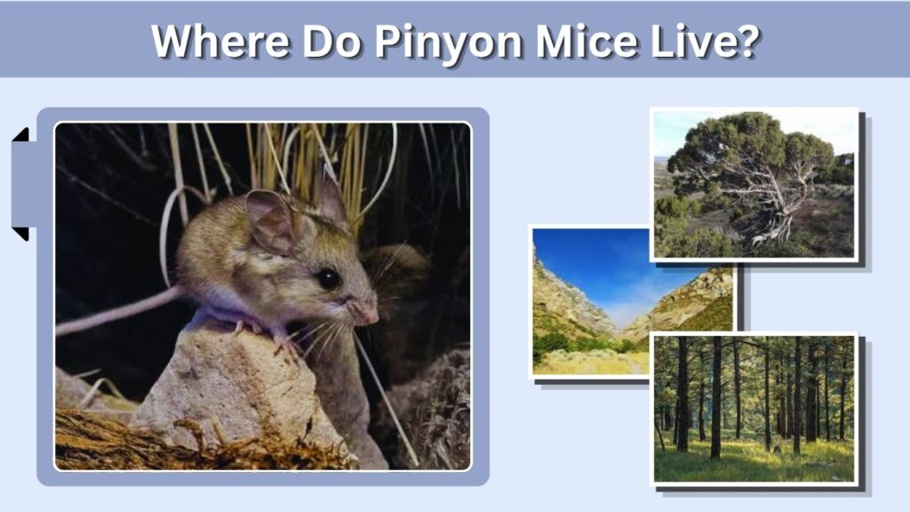 Where Do Pinyon Mice Live?