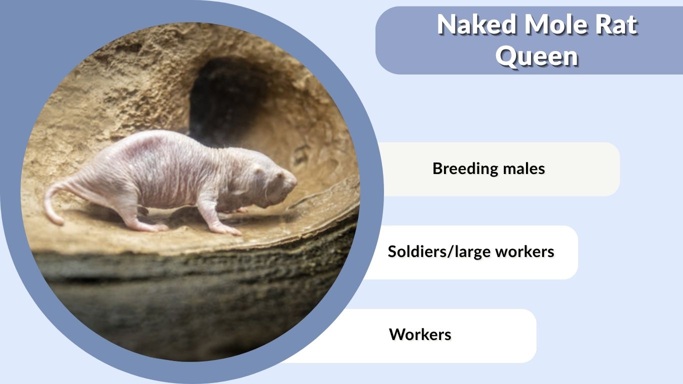 Naked Mole Rat Queen: Role, Body, Behavior, and Facts