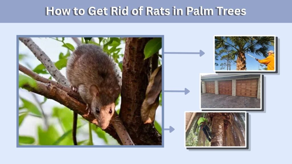 How to Get Rid of Rats in Palm Trees