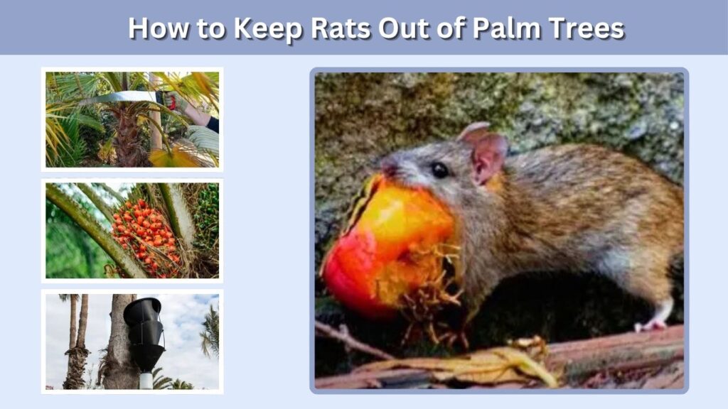 How to Keep Rats Out of Palm Trees