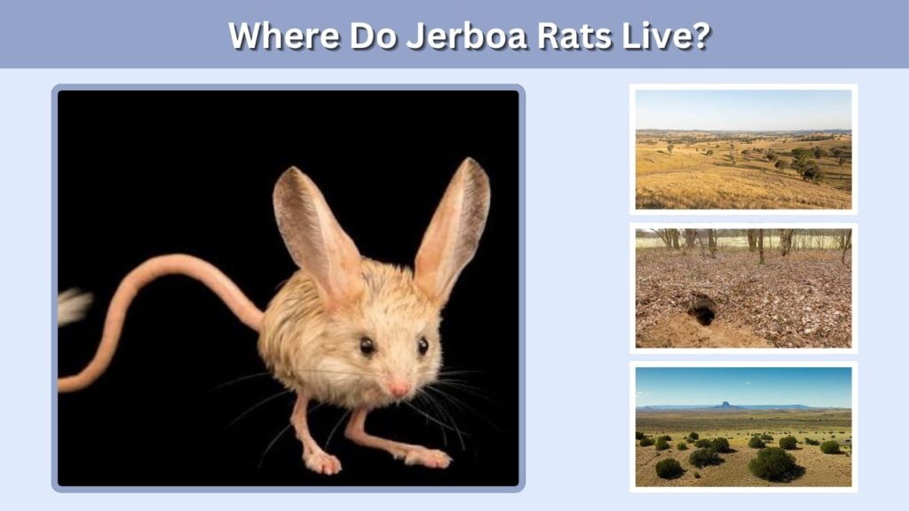 Where Do Jerboa Rats Live?