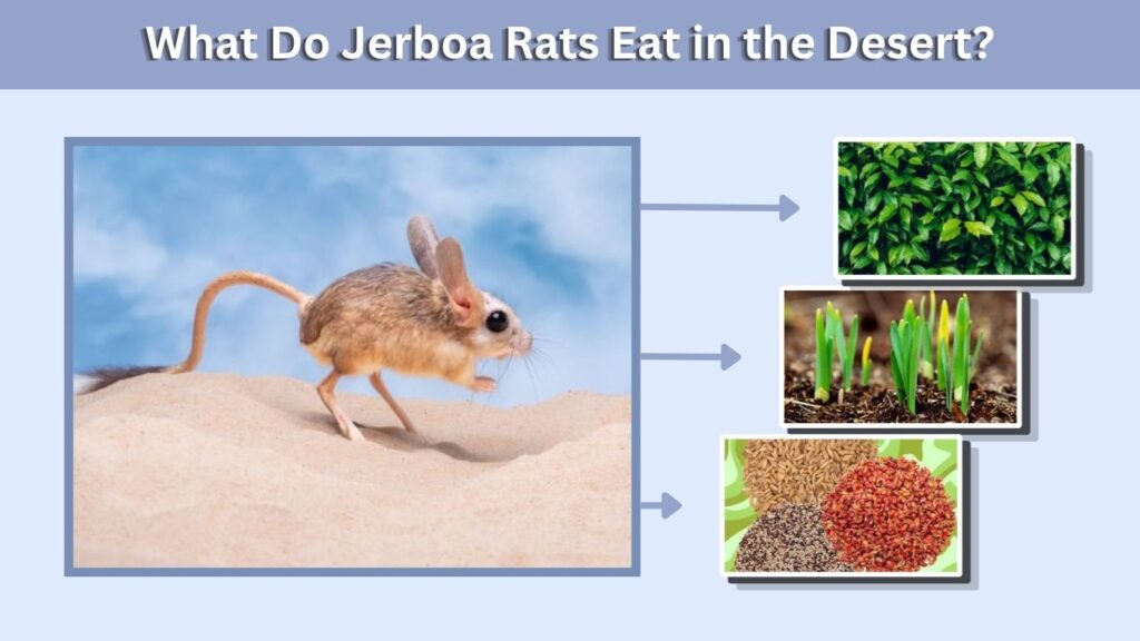What Do Jerboa Rats Eat in the Desert?
