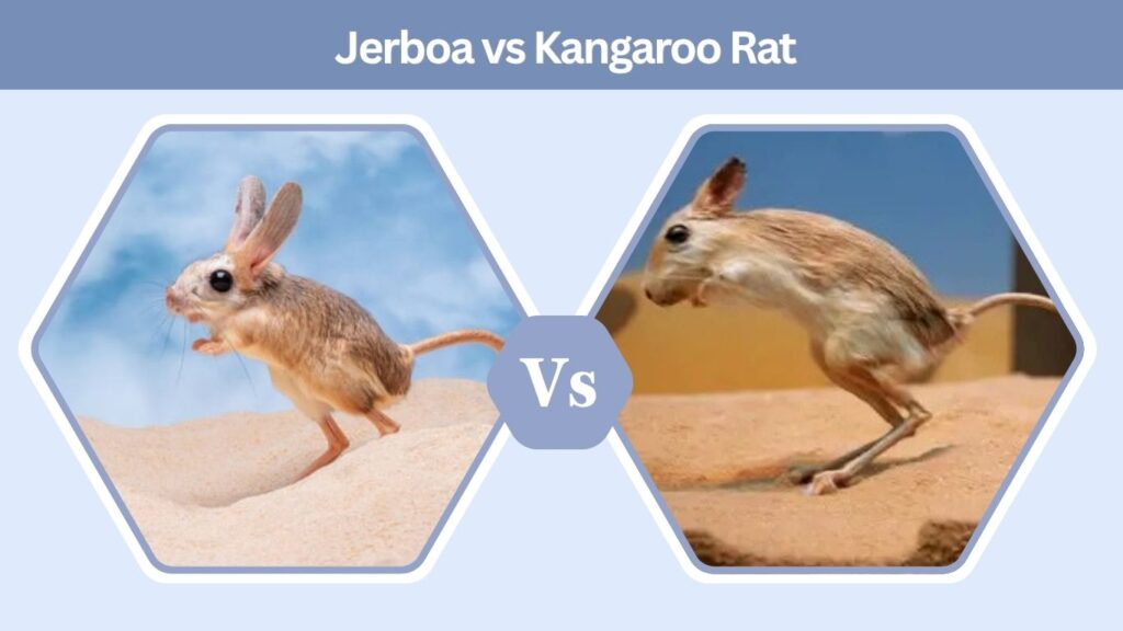 Jerboa vs Kangaroo Rat