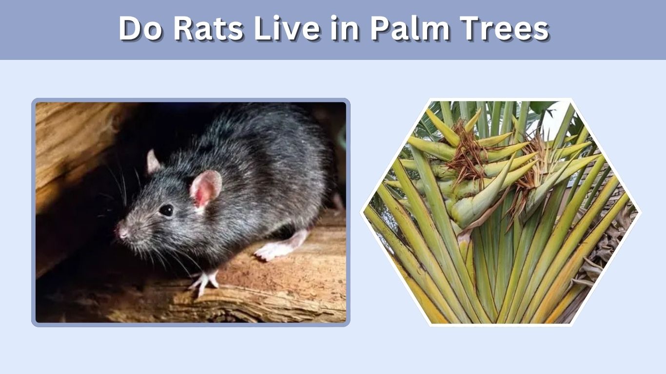 Do Rats Live in Palm Trees? Signs, Risks and Removal Tips