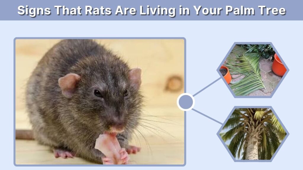 Signs That Rats Are Living in Your Palm Tree
