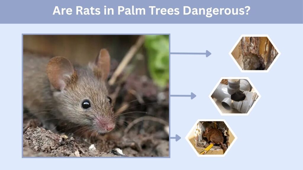 Are Rats in Palm Trees Dangerous?