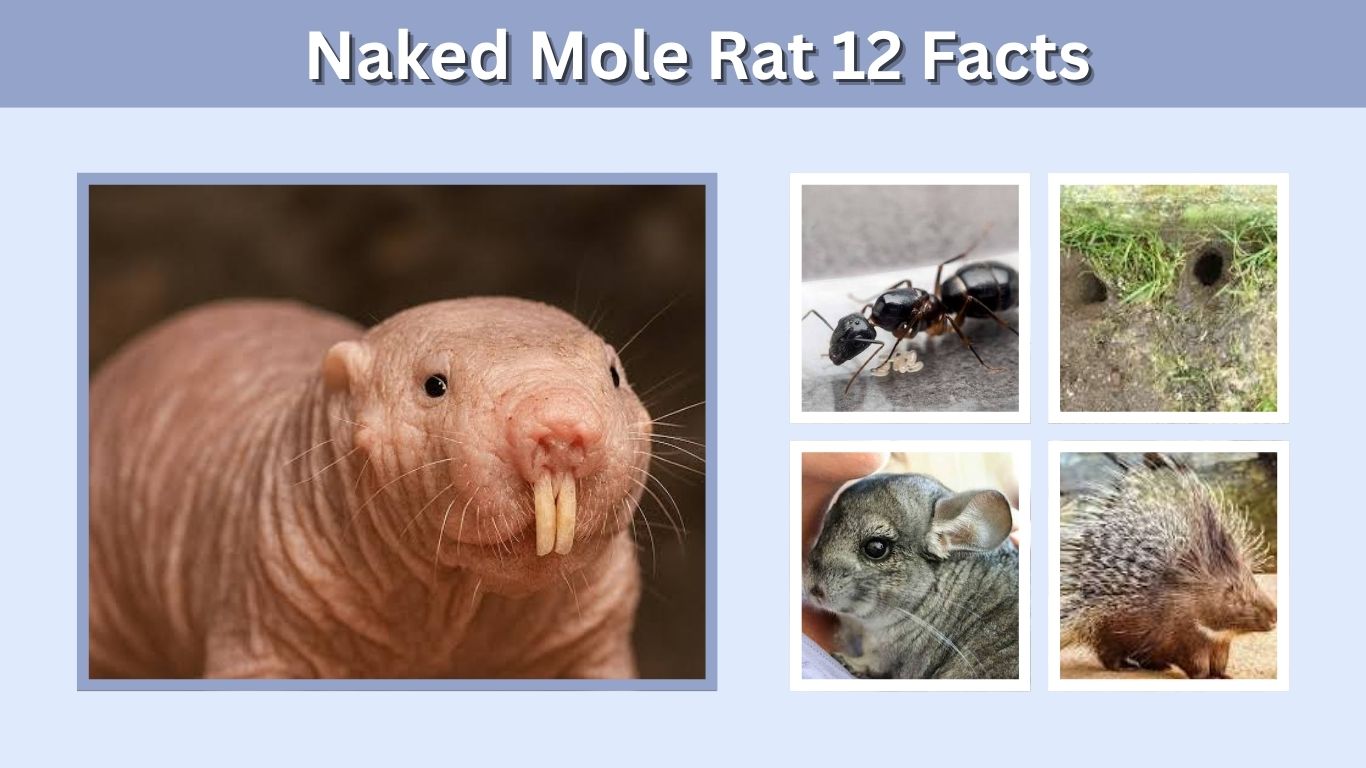 Naked Mole Rat 12 Facts: Strange Life Underground