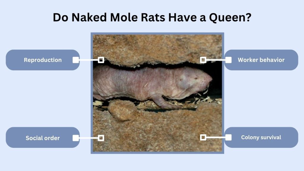 Do Naked Mole Rats Have a Queen?