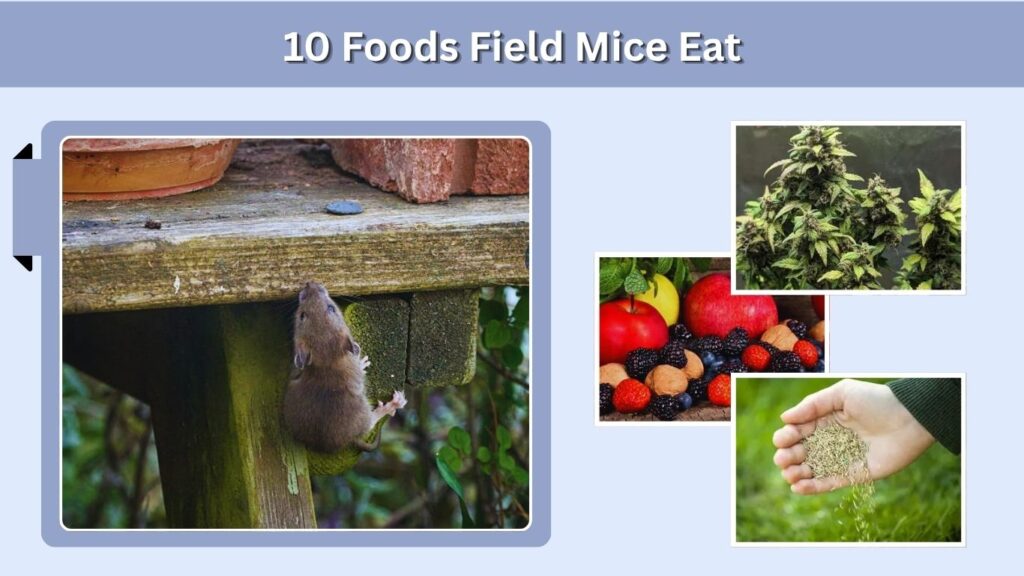 10 Foods Field Mice Eat