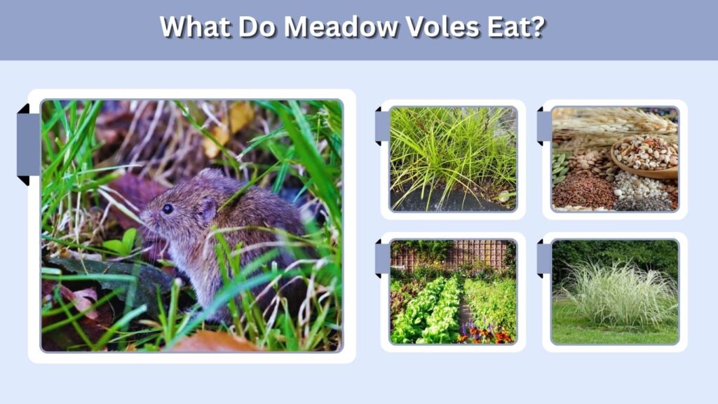 What Do Meadow Voles Eat?