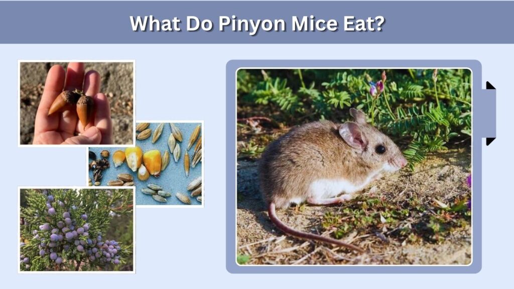 What Do Pinyon Mice Eat?