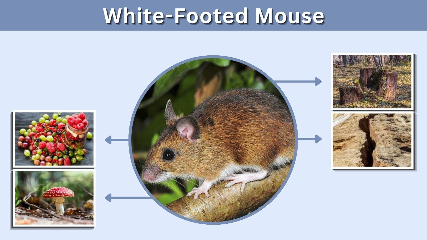 White-Footed Mouse: Identification, Diet, Habitat, and Facts