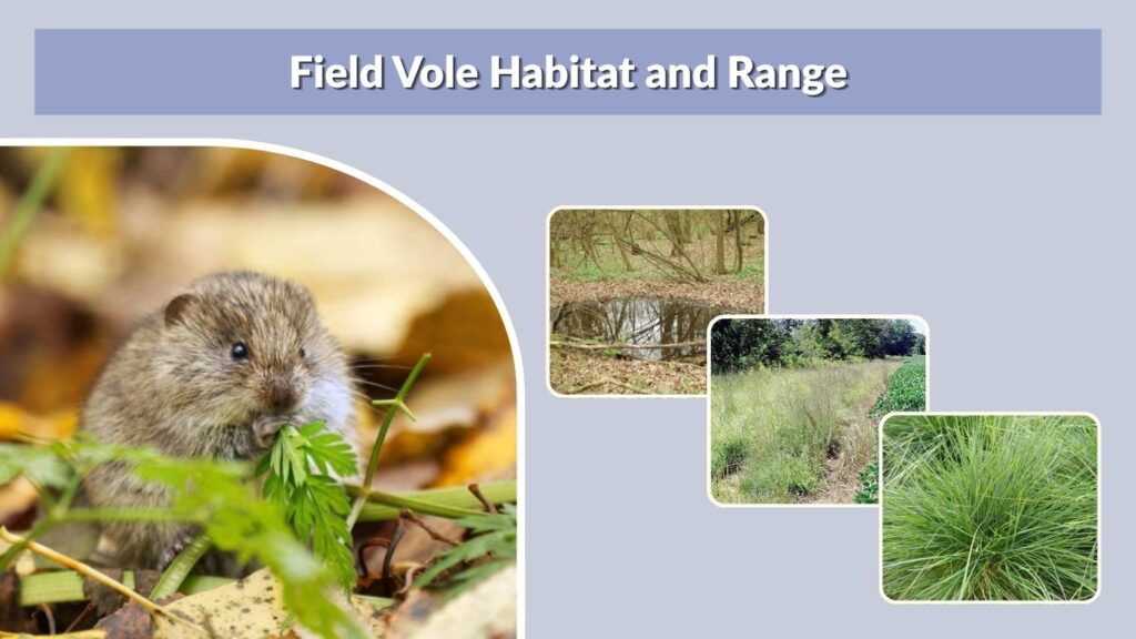 Field Vole Habitat and Range