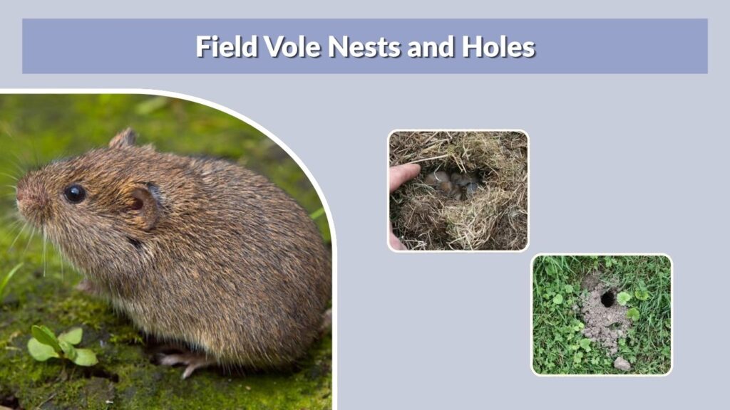 Field Vole Nests and Holes