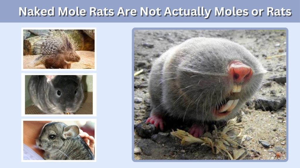  Naked Mole Rats Are Not Actually Moles or Rats