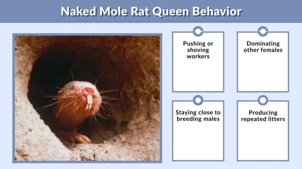 Naked Mole Rat Queen Behavior