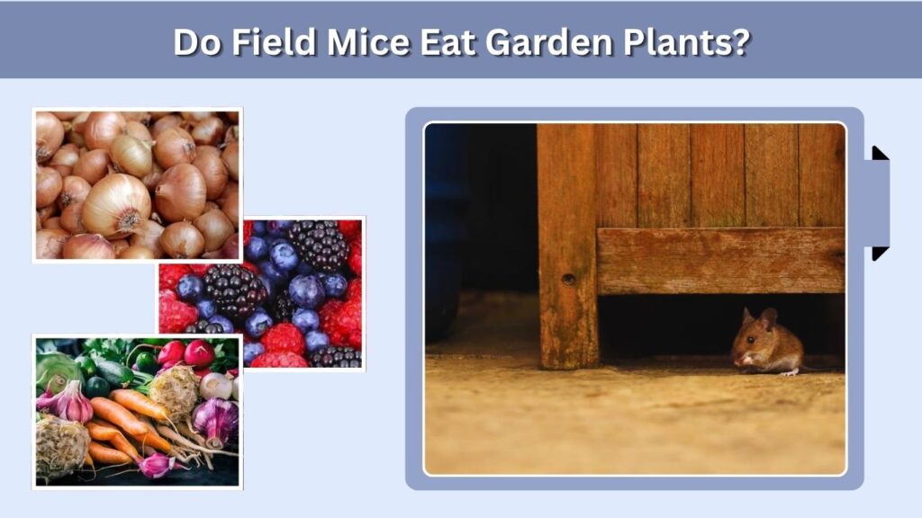 Do Field Mice Eat Garden Plants?