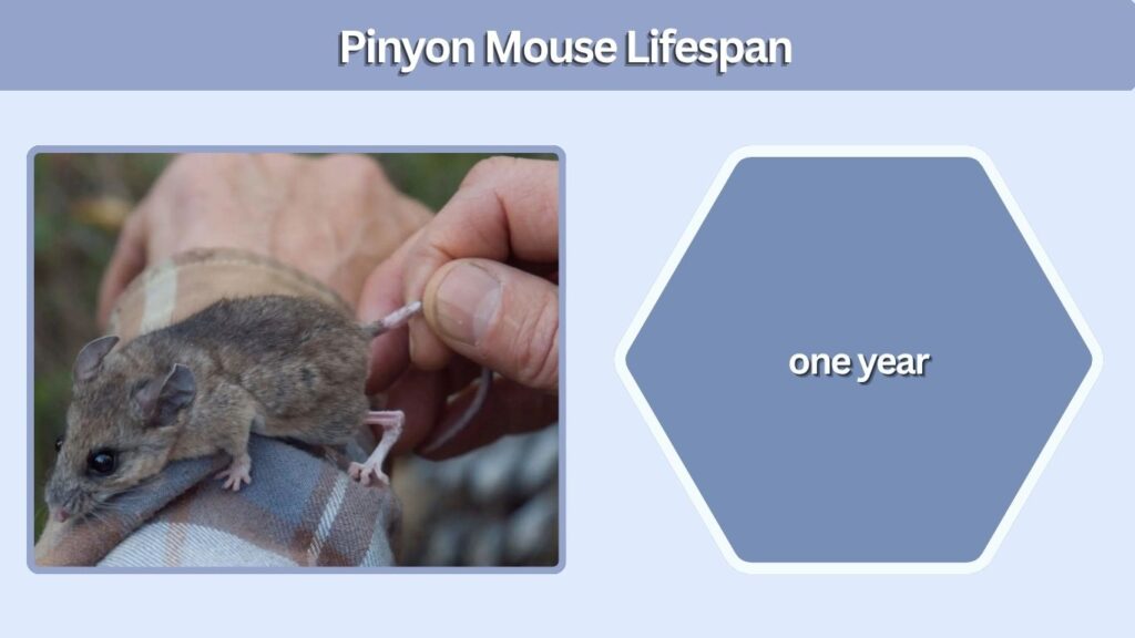 Pinyon Mouse Lifespan