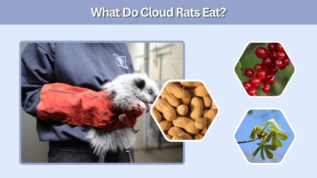 What Do Cloud Rats Eat?
