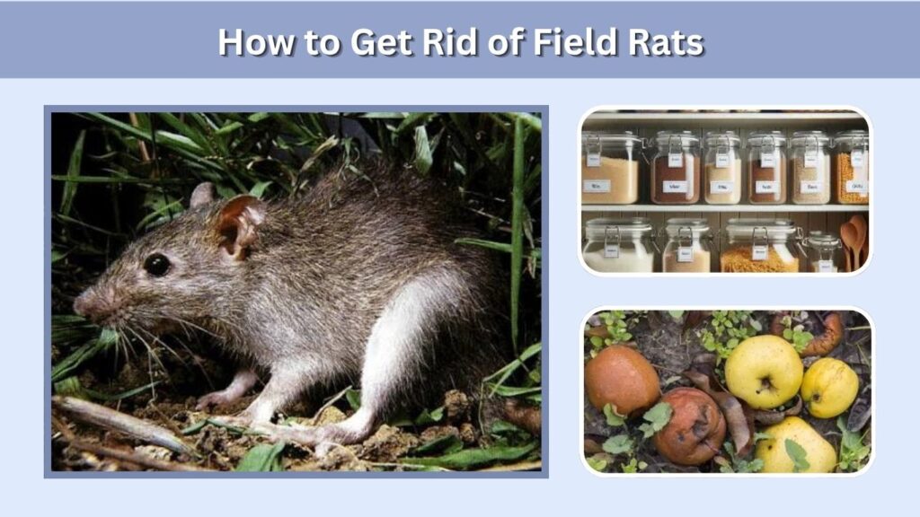 How to Get Rid of Field Rats