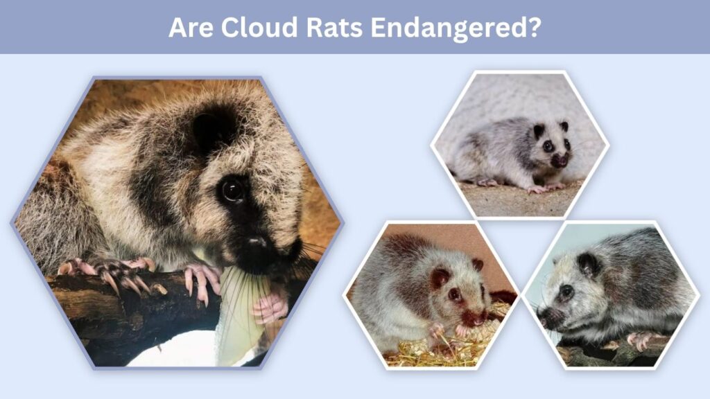 Are Cloud Rats Endangered?