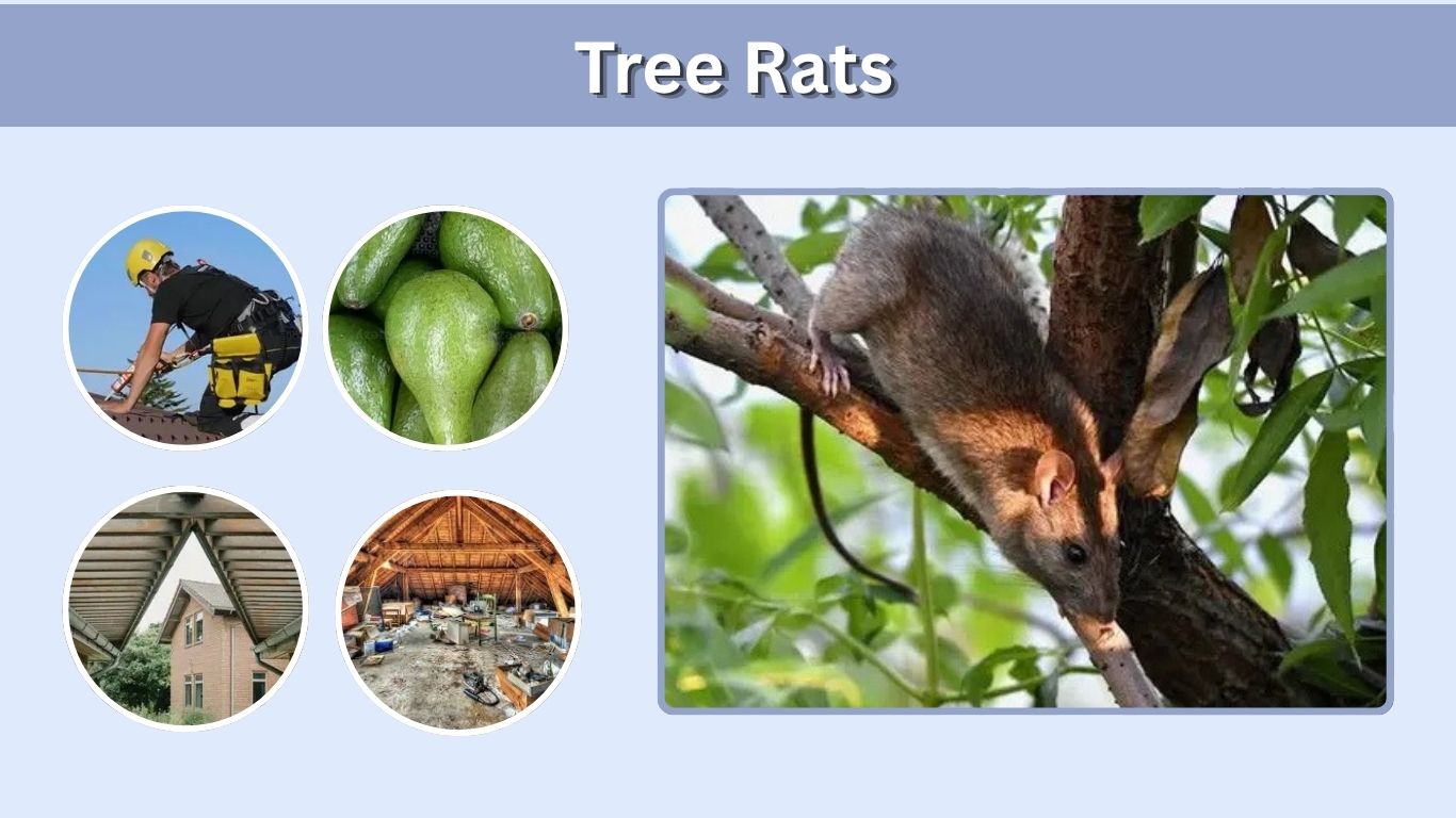 Tree Rats: Identification, Dangers, Diet, and Control