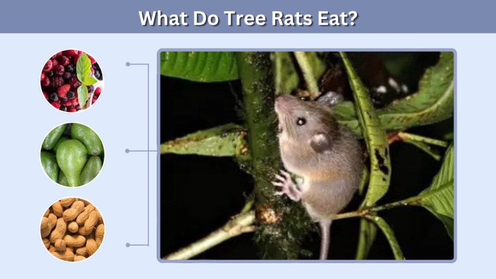 What Do Tree Rats Eat?