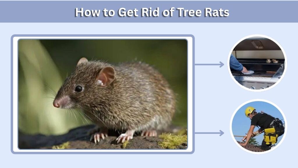 How to Get Rid of Tree Rats