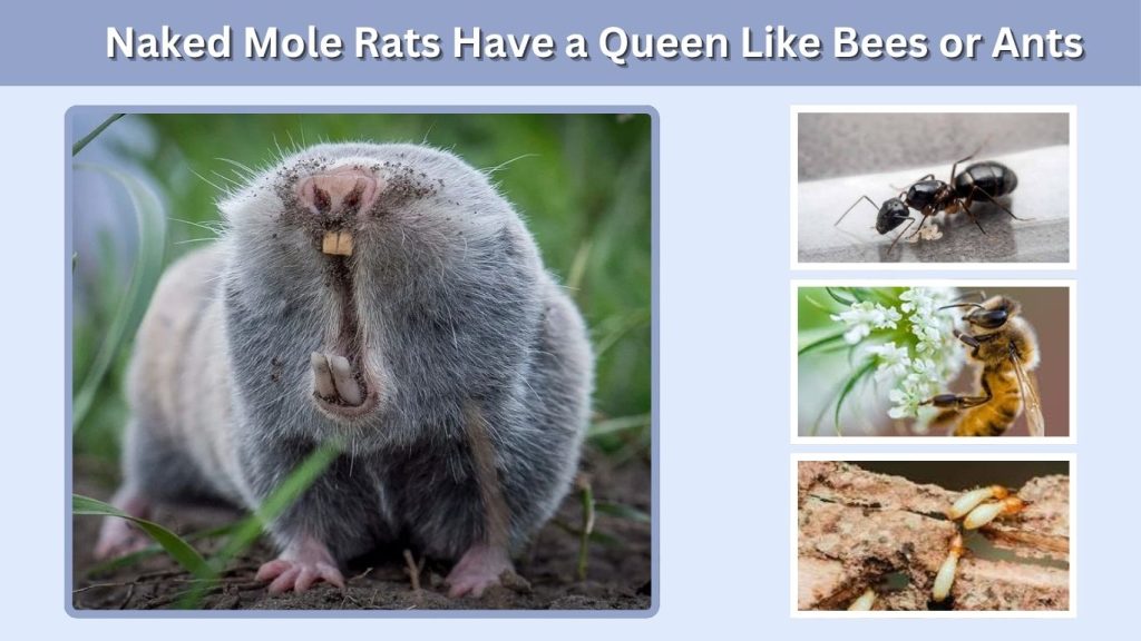  Naked Mole Rats Have a Queen Like Bees or Ants
