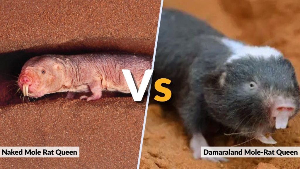Naked Mole Rat Queen vs Damaraland Mole-Rat Queen