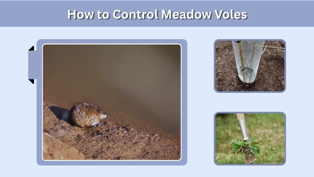 How to Control Meadow Voles