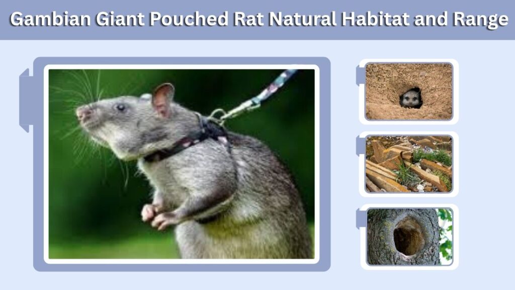 Gambian Giant Pouched Rat Natural Habitat and Range