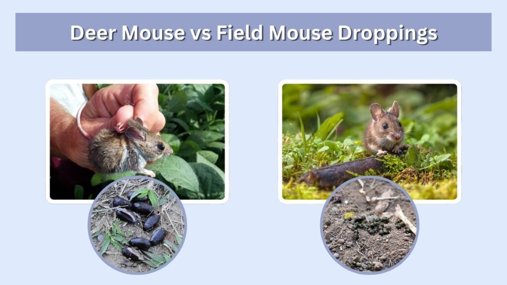 Deer Mouse vs Field Mouse Droppings