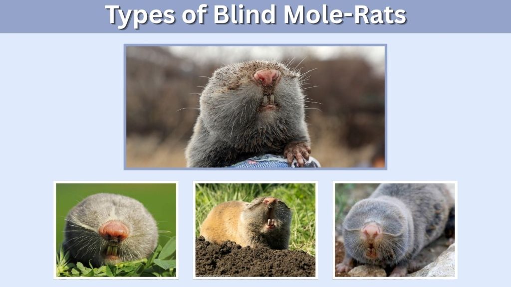 Types of Blind Mole-Rats