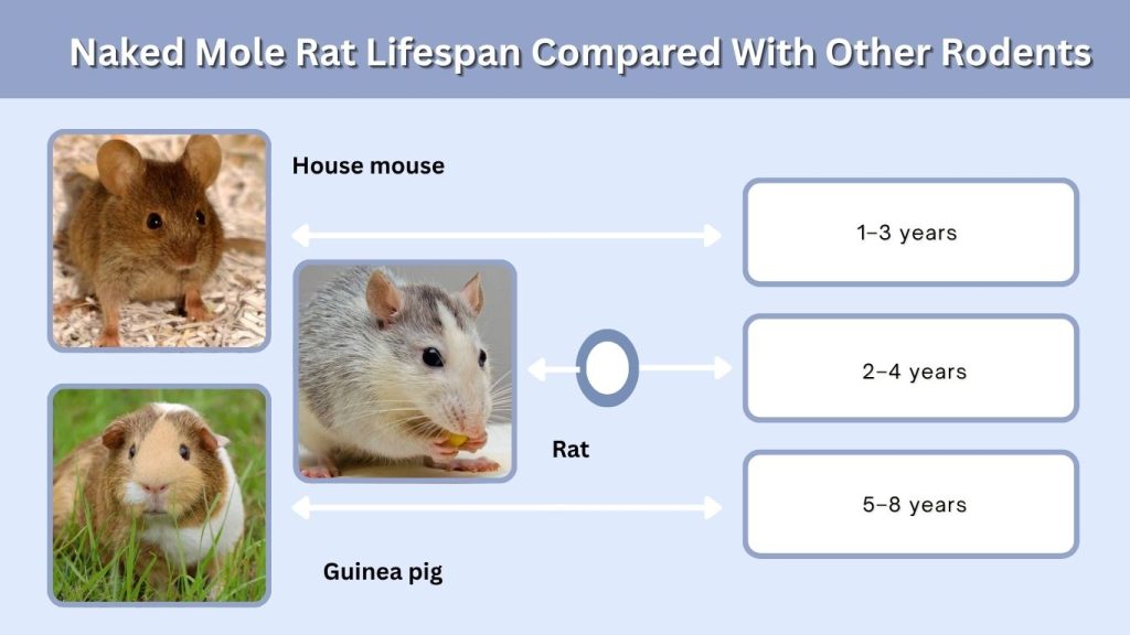 Naked Mole Rat Lifespan Compared With Other Rodents