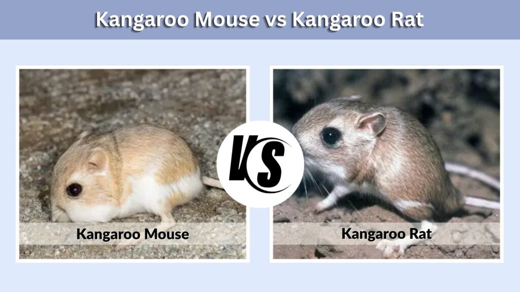 Kangaroo Mouse vs Kangaroo Rat