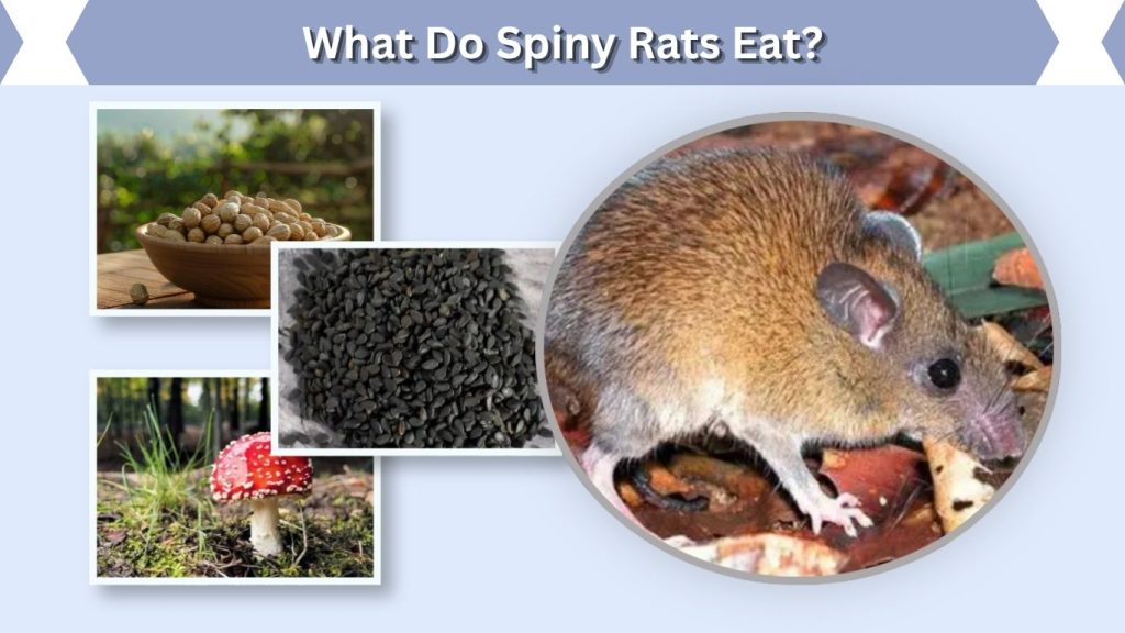 What Do Spiny Rats Eat?
