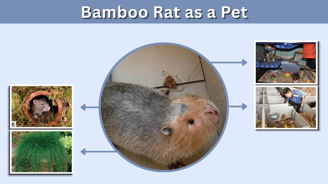 Bamboo Rat as a Pet: Care, Diet, Housing and Risks