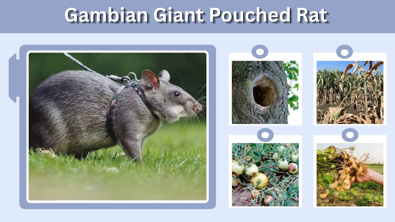 Gambian Giant Pouched Rat: Size, Diet, Pet Care & Facts
