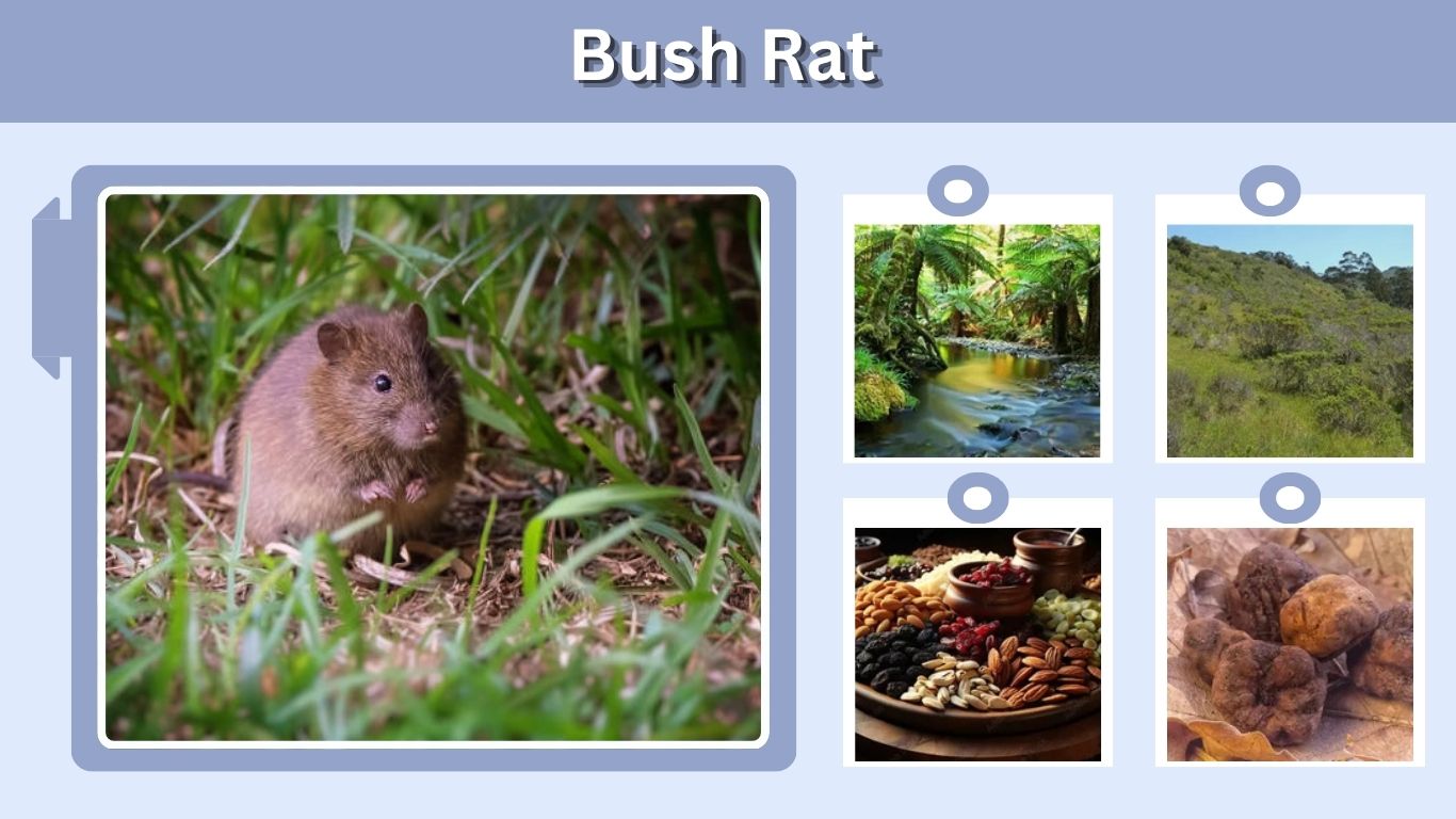 Bush Rat: Size, Diet, Habitat, Droppings and Facts