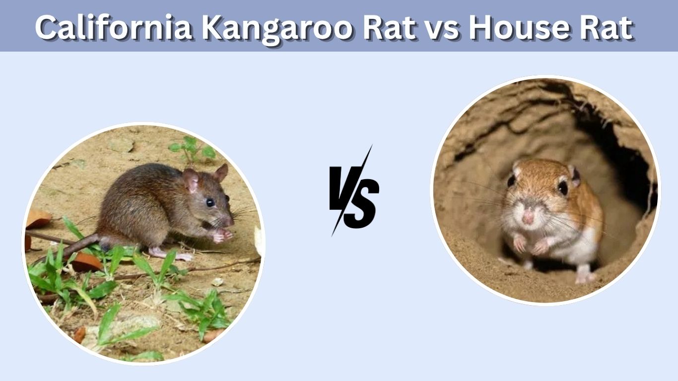 Jerboa vs Kangaroo Rat: What Makes Them Different?