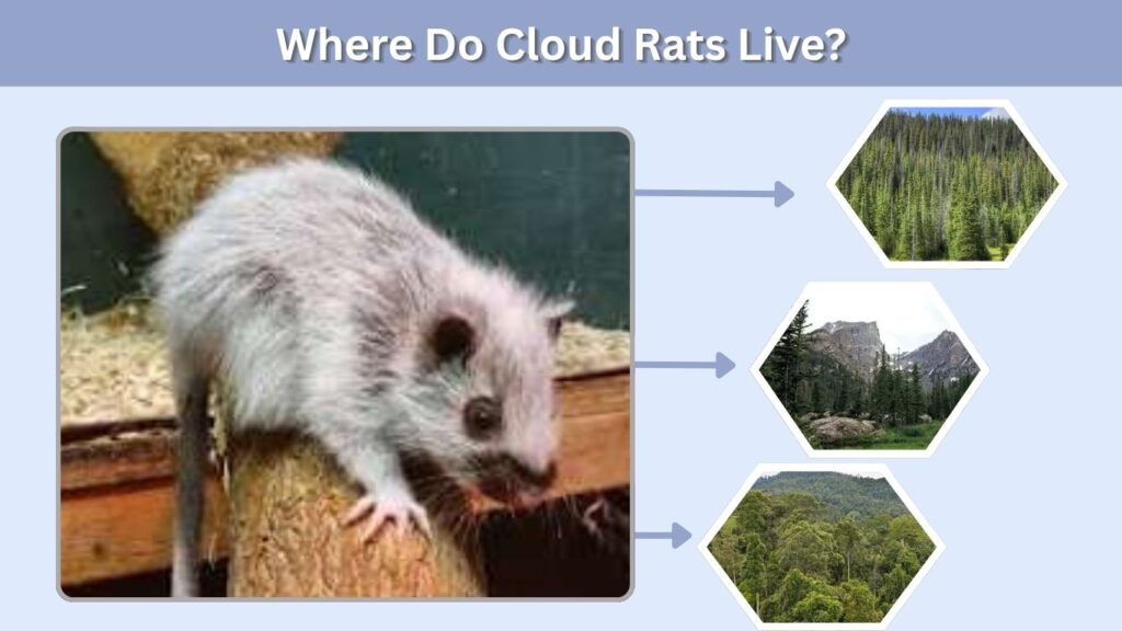 Where Do Cloud Rats Live?