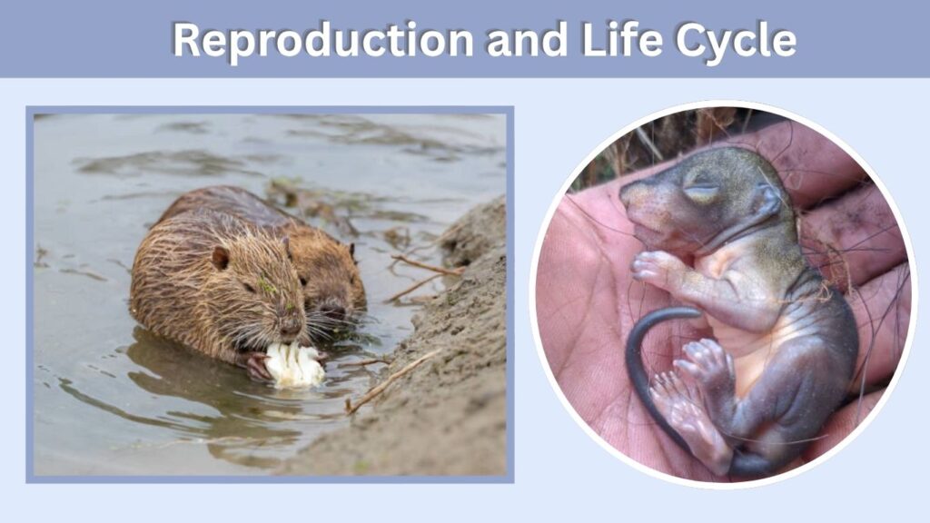 Reproduction and Life Cycle
