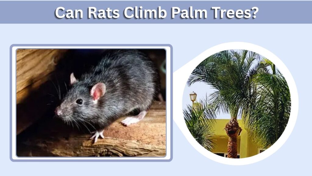 Can Rats Climb Palm Trees?