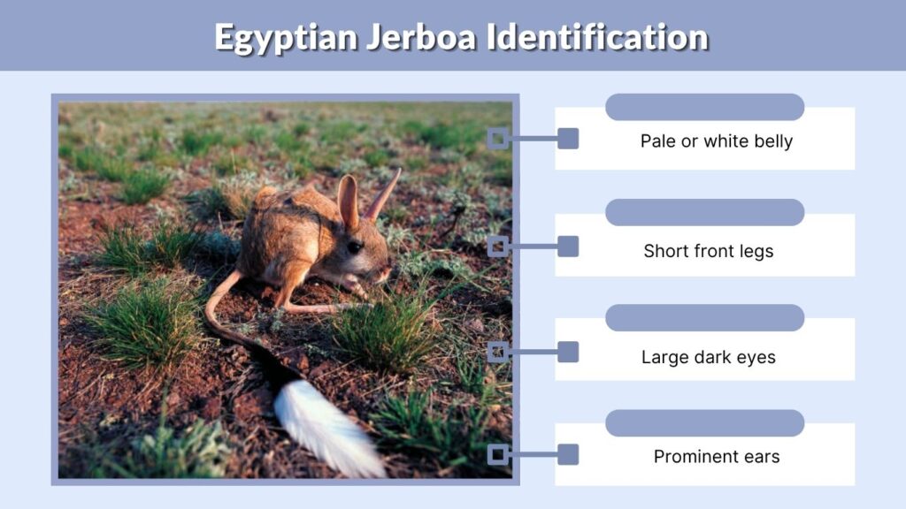 Egyptian Jerboa Identification