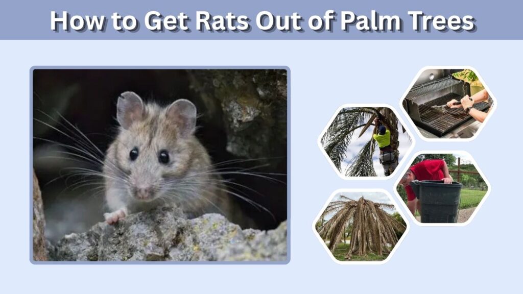How to Get Rats Out of Palm Trees