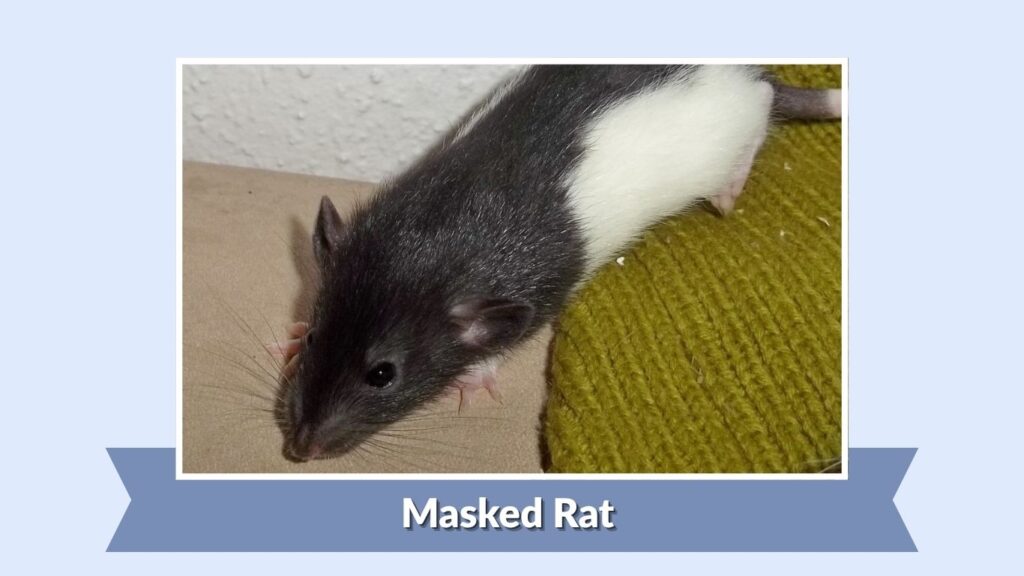 Masked Rat