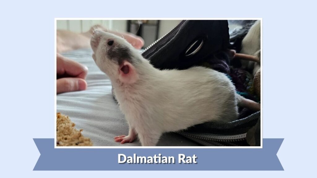 Dalmatian Rat