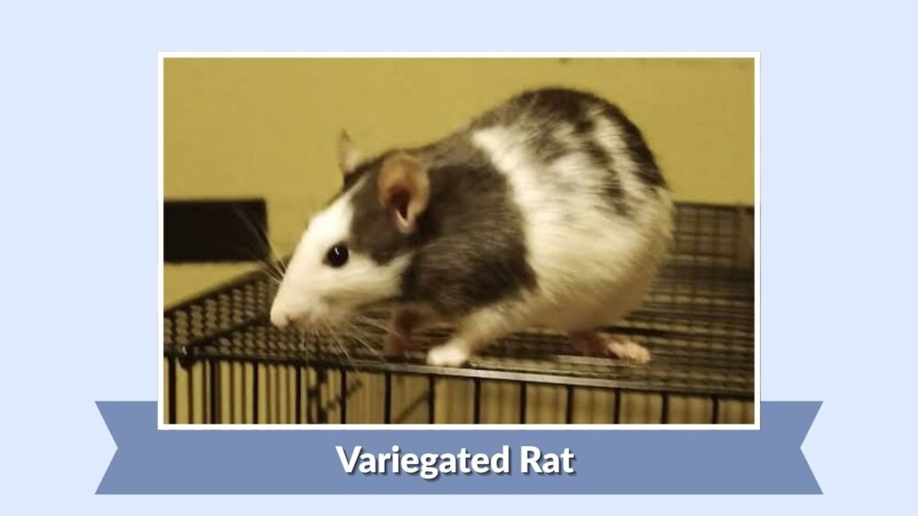 Variegated Rat