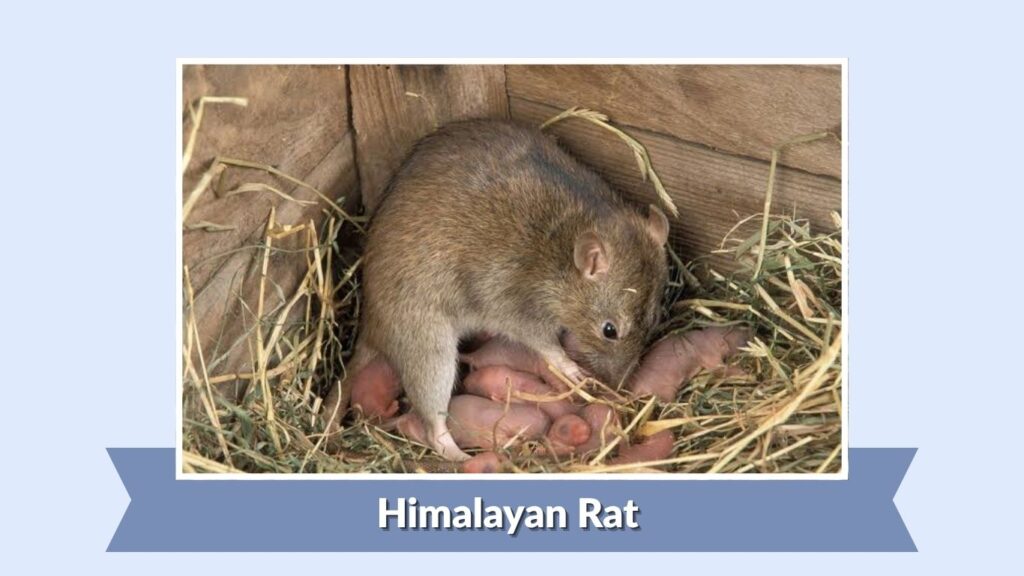 Himalayan Rat